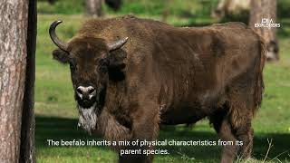 Beefalo The Fascinating Cow Bison Hybrid and Its Meat Market [upl. by Nirel]