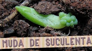 DIY  Como fazer mudas de suculentas [upl. by Holmen193]