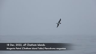 Magenta Petrel 18 Dec 2022 off Chathams [upl. by Anidan154]