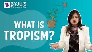 Tropic Movements In Plants  Tropism [upl. by Ajidahk163]