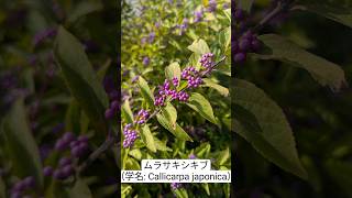 ムラサキシキブの果実（紫式部 学名 Callicarpa japonica） [upl. by Culosio]