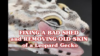 FIXING A BAD SHED and REMOVING OLD SKIN of a Leopard Gecko [upl. by Hackney]