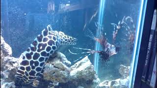 Saltwater Aquarium  Honeycomb Moray Eel Lion fish amp Dotti Feeding [upl. by Nelly937]