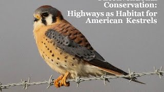 Unconventional Conservation Highways as Habitat for American Kestrels [upl. by Seravart]