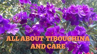 Tibouchina Plant Care Tips [upl. by Alakcim]