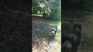 Ya tocaba un timelapse de Eva Etxebarri perros dogs pets australianshepherd mascotas [upl. by Dorkas]