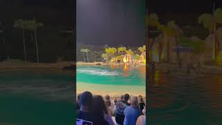 Seaworld dolphin show [upl. by Kara]