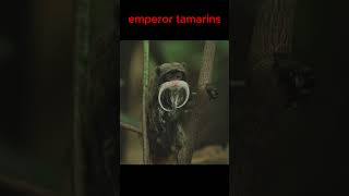 Emperor tamarin [upl. by Allissa]