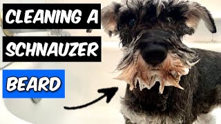 Schnauzer Grooming Cleaning My Dogs DIRTY Beard [upl. by Allemap]