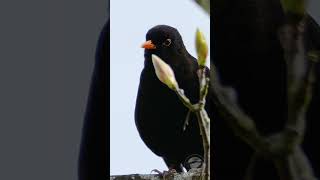 A Blackbird Singing Softly  UK Bird Sounds shorts [upl. by Frasco395]