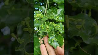 Insect galls on the laminar surface of Millettia pinnata leaf 🍃 sukhchain Tree Disease [upl. by Oniger]