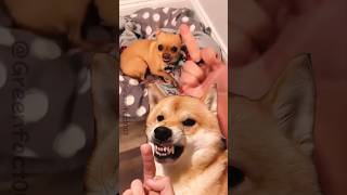 Do you think dogs hate the middle finger shorts viral [upl. by Sergias]