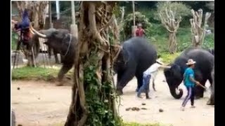 Elephant attack the owner in Mae tang Chiang mai Thailand [upl. by Drolet]