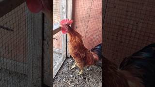 Amazing Rooster Crowing Loudly  Adorable Rooster Crowing Sound 🐓 shorts [upl. by Nivlam]