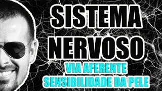 Sistema Nervoso  Via aferente e sensibilidade da pele  Anatomia Humana  VídeoAula 011 [upl. by Pasol]