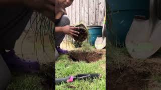 Planting Red Hesperaloe Yucca Shrub [upl. by Everard]