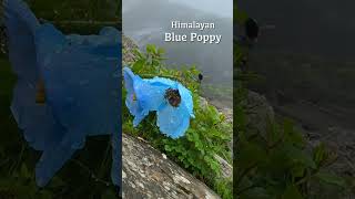 Himalayan Blue Poppy Meconopsis Betonicifolia [upl. by Naujad]