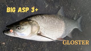 Gloster vs ASP 3kg 🦊 fish fishing spinning [upl. by Anairda733]