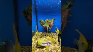 This 🐟 Angelfishs Toxic Trick Will Shock You 😱 fishfacts fishtank aquariumfish [upl. by Esteban]