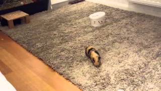 Funny Guinea Pigs Running like CRAZY [upl. by Ardnola268]