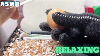 ASMR peel the shiny eggs 3 asmr relaxing [upl. by Anelaf]