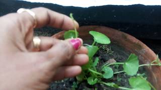 How to Grow Brahmi Plant at Home  Benefits of Brahmi Plant in Increasing Brain Power [upl. by Enneirdna]