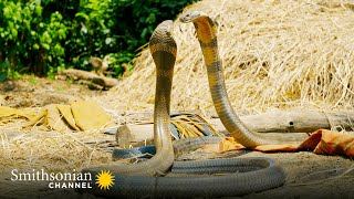 Intense Two King Cobras Fight for a Nearby Queen 🥊 Into the Wild India  Smithsonian Channel [upl. by Vadim]