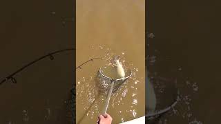 Bait fishing for Golden Perch yellowbelly fishing baitfishing [upl. by Leland]