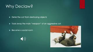 Declawing Onychectomy in Cats An Overview [upl. by Arremat]