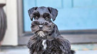 ADORABLE Schnauzer has an ADORABLE Personality  Stella in Training [upl. by Willetta]