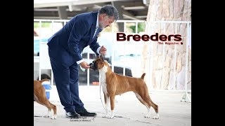 Breeders Magazine Soporte Boxer Expo Canina Chihuahua 2019 [upl. by Hisbe]