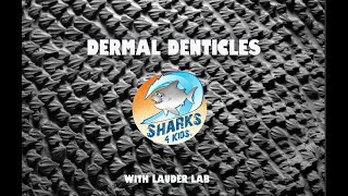 Dive into the World of Sharks Dermal Denticles [upl. by Eynttirb]