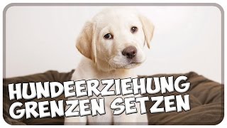 Hundeerziehung  Welpenerziehung Grenzen setzen Erziehung mit positiver Verstärkung  Bestrafung [upl. by Ailam]