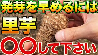 【発芽が良くなる】里芋栽培で種芋を発芽させた方がいい理由とそのやり方について [upl. by Itaws]