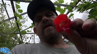 ⟹ caribbean red habanero Pepper  Capsicum annuum  Pod review [upl. by Boarer]