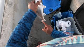 Part1 of fishing Matanzas inlet  Nice Whitting [upl. by Massimo]