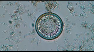 Diatom algae populations tell a story about climate change in Greenland  Science Nation [upl. by Akeihsat]