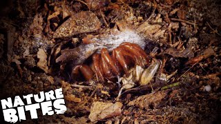 Trapdoor Spider Brutally Attacks its Prey  David Attenboroughs Micro Monsters  Nature Bites [upl. by Naicad]