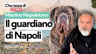 Cosa devi sapere sul Mastino Napoletano caratteristiche e storia del quotguardiano di Napoliquot [upl. by Malas812]