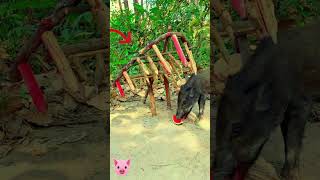 wow amazing trap wild boar wildlife trapping wildboaranimals trap short [upl. by Imoan]