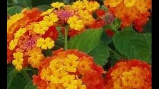 How to propagate a lantana [upl. by Annavoeg]