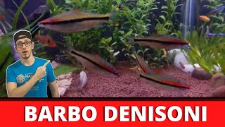 BARBO DENISONI OU BARBO TORPEDO  COMO CRIAR EPISÓDIO 09 [upl. by Niwrad913]