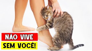 10 Sinais que seu gato NÃO AGUENTA ficar longe de você 😻 [upl. by Aleik]