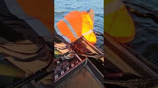 Tak się łapie Pierwszy sandacz Andrzeja wędkarstwo fishing sandacz skyllaaluminiumboats [upl. by Rhtaeh545]