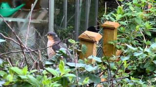 Sparrowhawk Magpie and some very frightened Sparrows [upl. by Feingold]