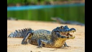 Jacaré 🐊 papo amarelo Caiman latirostris [upl. by Margaretha]