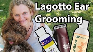 Lagotto Romagnolo Ear Grooming [upl. by Schenck]