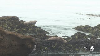 Domoic acid poisoning has harmed some marine mammals along the California coast [upl. by Anh]