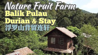 Balik Pulau Durian and Stay PenangNature Fruit Farm Resort到哪里去吃榴莲和住槟城浮罗山背留连轩榴莲园民宿 [upl. by Niltiac]