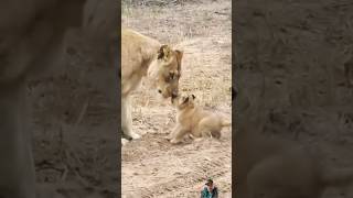 Lion Playtime With MOM lions wildlife [upl. by Florinda]